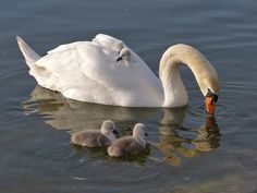 a mother swan with her two babies swimming in the water