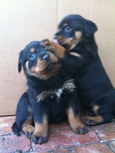two puppies are playing with each other on the floor in front of a wall