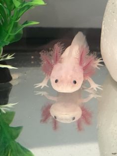a pink and white axamaurine sitting on top of a table next to plants