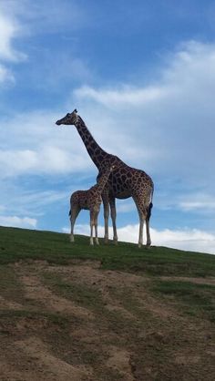two giraffes standing on top of a grass covered hill