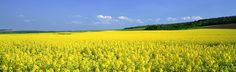 a large field full of yellow flowers under a blue sky with clouds in the background