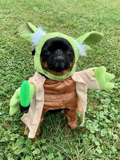 a small dog dressed up as yoda from star wars is sitting in the grass