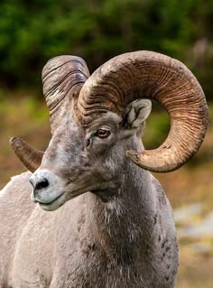 a ram with large horns standing in the grass