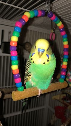 a green and yellow parakeet sitting on top of a wooden perch