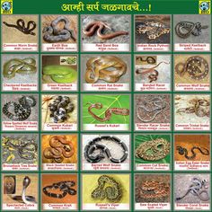 snakes in different colors and sizes are shown on the page, which includes pictures of them