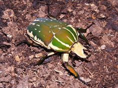 a green and yellow bug sitting on top of the ground in some dirt with it's head turned to the side