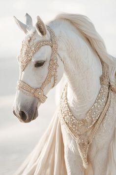a white horse wearing a gold chain around its neck