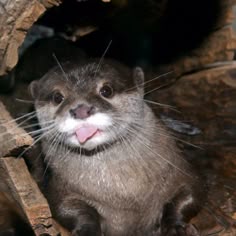 an otter sticking its tongue out while sitting in a tree stump looking at the camera