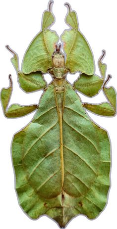 a green bug sitting on top of a leaf