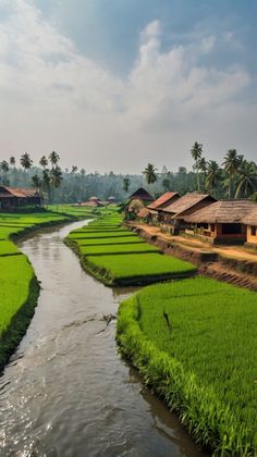 a river running through a lush green rice field next to houses and palm trees on the other side
