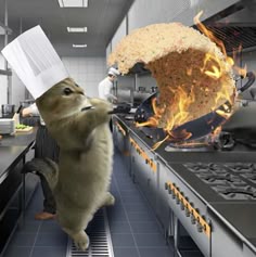 Chef Cat Pfp, Cat Chef Hat Meme, Cat With Chef Hat Meme, Kitten Chef, Chef Cat, Cat Cooking Funny, Cat Cooking Meme, Cat Chef Meme, Weird Cats Meme
