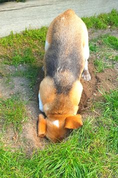 Cute beagle dog digging holes in the garden, and having an awesome time. It would be fair to say that this is a favorite activity of Smudge, and many other beagle dogs too. See this and more beagle digging, and other cute beagle videos on YouTube at "Smudge the Beagle".