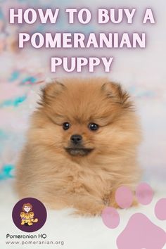 a pomeranian puppy sitting on top of a bed next to a paw print with the words how to buy a pomeranian puppy