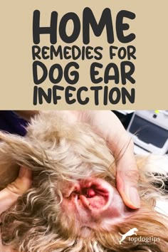 Home Remedies To Clean Dogs Ears, Clean Dogs Ears At Home, Diy Dog Ear Drops, Diy Dog Ear Cleaning, Dog Ear Flush Recipe, Diy Dog Ear Wipes, How To Get Rid Of Ear Mites In Dogs, Yeast Infection In Dogs Ears, Dog Ear Wash Recipe