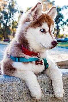 a brown and white husky dog laying on top of a rock