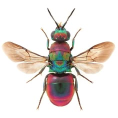 a multicolored insect sitting on top of it's back legs and wings
