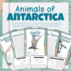 animals of antartica cards to teach students about the animals found in antartic