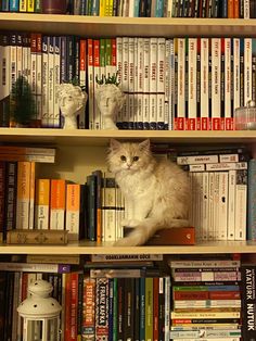 a cat sitting on top of a book shelf filled with books