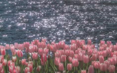 many pink tulips in the foreground with sparkling water in the background