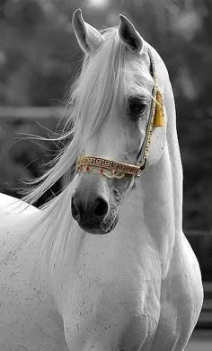 a white horse wearing a yellow bridle on top of it's head