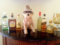 a dog wearing a hat sitting on top of a table next to liquor bottles and glasses