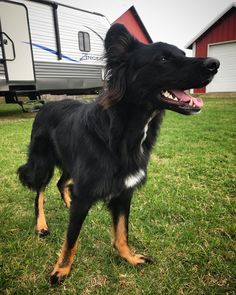 a black and brown dog standing on top of a green field next to a trailer