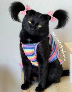 a black cat sitting on top of a wooden table wearing a pink bow and striped shirt