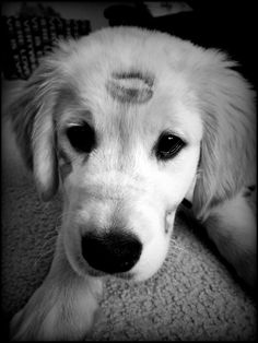 a close up of a dog laying on the floor with its eyes closed and ears crossed