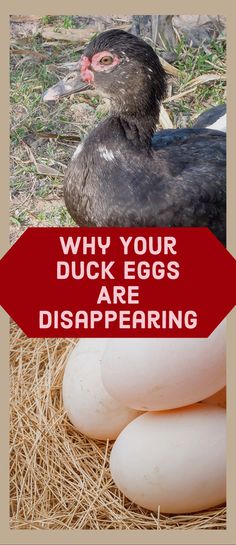 an egg laying on top of hay next to a black and white bird with the words why your duck eggs are disapening
