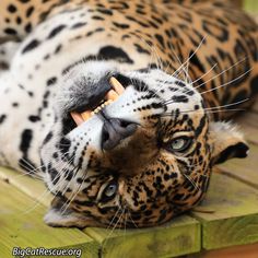 a close up of a leopard laying on the ground with it's mouth open