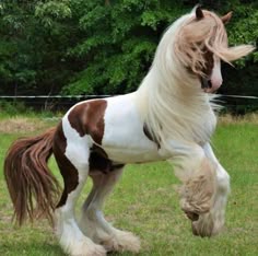 a brown and white horse standing on top of a lush green field
