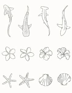different types of flowers and seashells drawn in black ink on a white background
