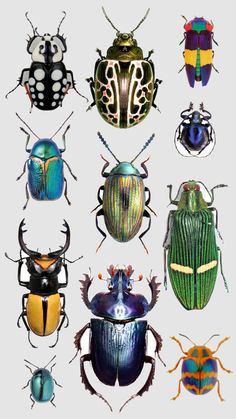 six different types of beetles are shown in this image, with one beetle on the left side