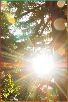 the sun shines brightly through the branches of a tree in front of some green leaves