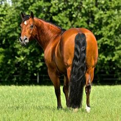 a brown horse standing on top of a lush green field