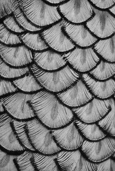 black and white photograph of feathers on the back of a bird's wing,