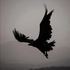a bird flying through the air with it's wings spread out in front of a foggy sky