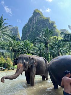 two elephants are standing in the water near some palm trees