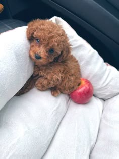 a small brown dog sitting on top of a white blanket in a car next to an apple