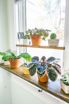 several potted plants sit on a window sill