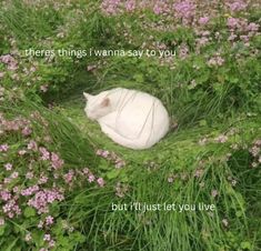 there is a white cat that is laying down in the grass with flowers around it