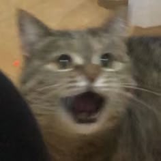 a cat with its mouth open and it's tongue out in front of the camera