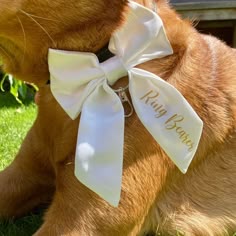 a brown dog wearing a white bow tie
