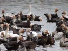 a large flock of ducks floating on top of a body of water