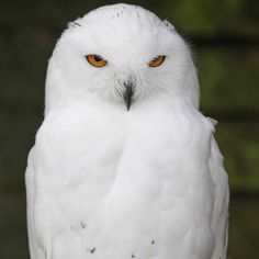 a white owl with orange eyes sitting on a branch