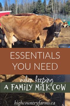 a brown cow standing on top of a dry grass field