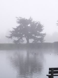 a bench sitting on the side of a lake in front of a foggy tree