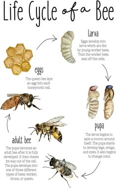 the life cycle of a bee