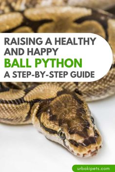 a ball python with text reading raising a healthy and happy ball python a step - by - step guide