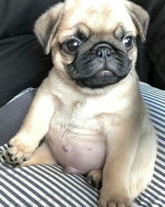 a small pug dog sitting on top of a couch